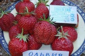 Клубника (супер-ранние сорта), 1 саж.